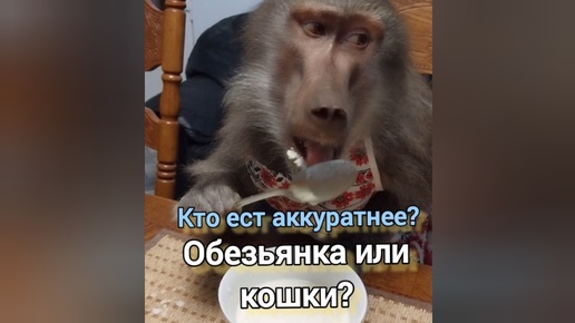 Кто ест аккуратнее? Обезьянка или кошки?