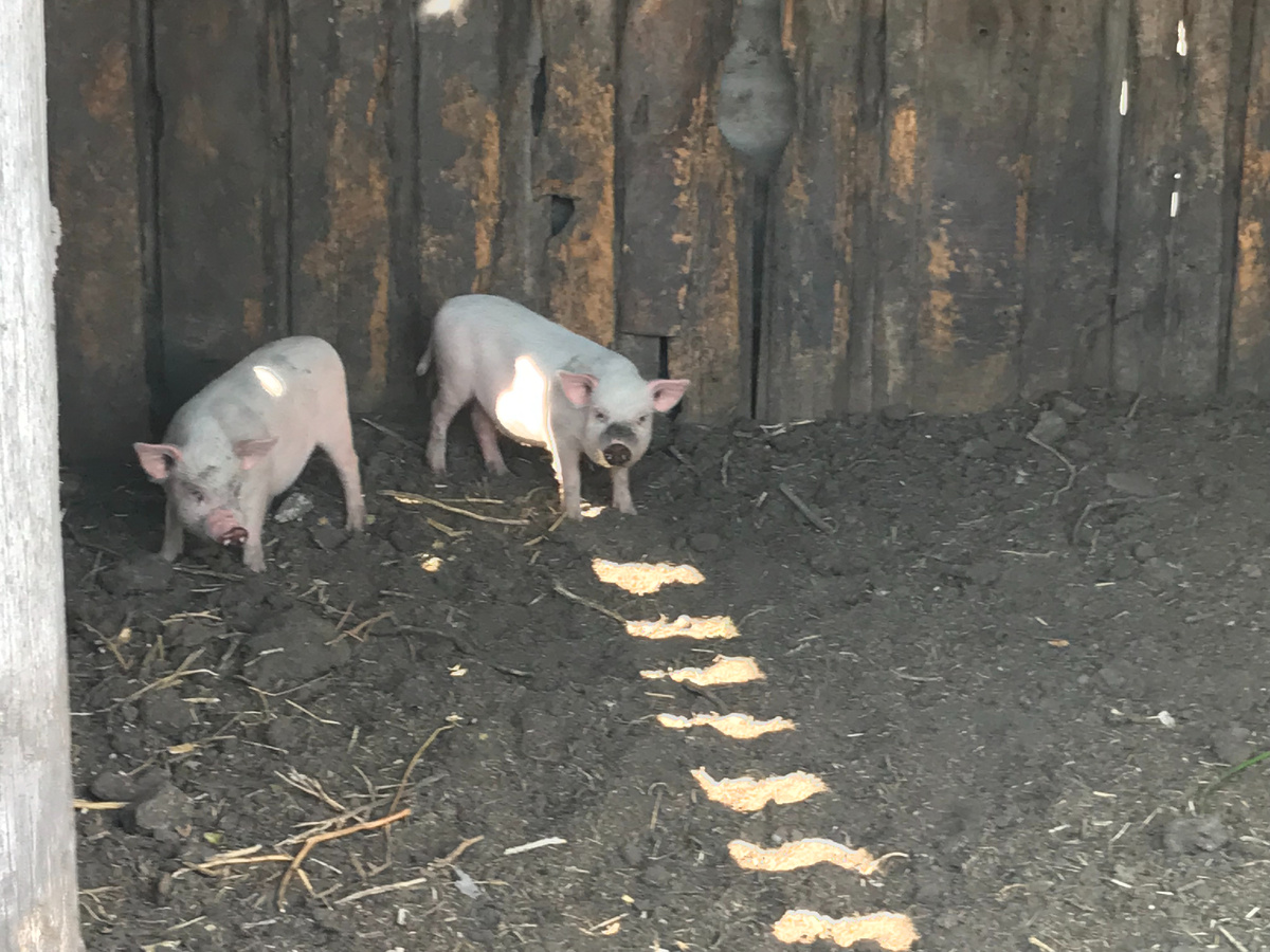 Для иллюстрации.