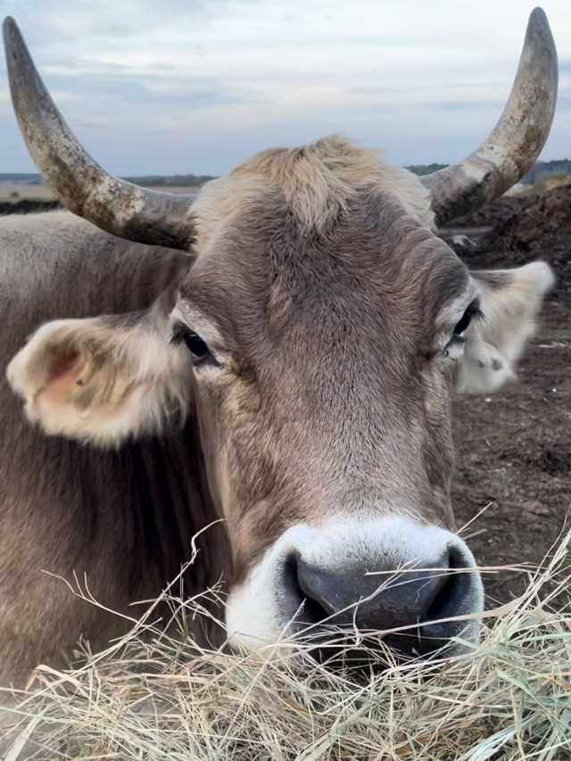 Сено - основа рациона коров в зимний период.
