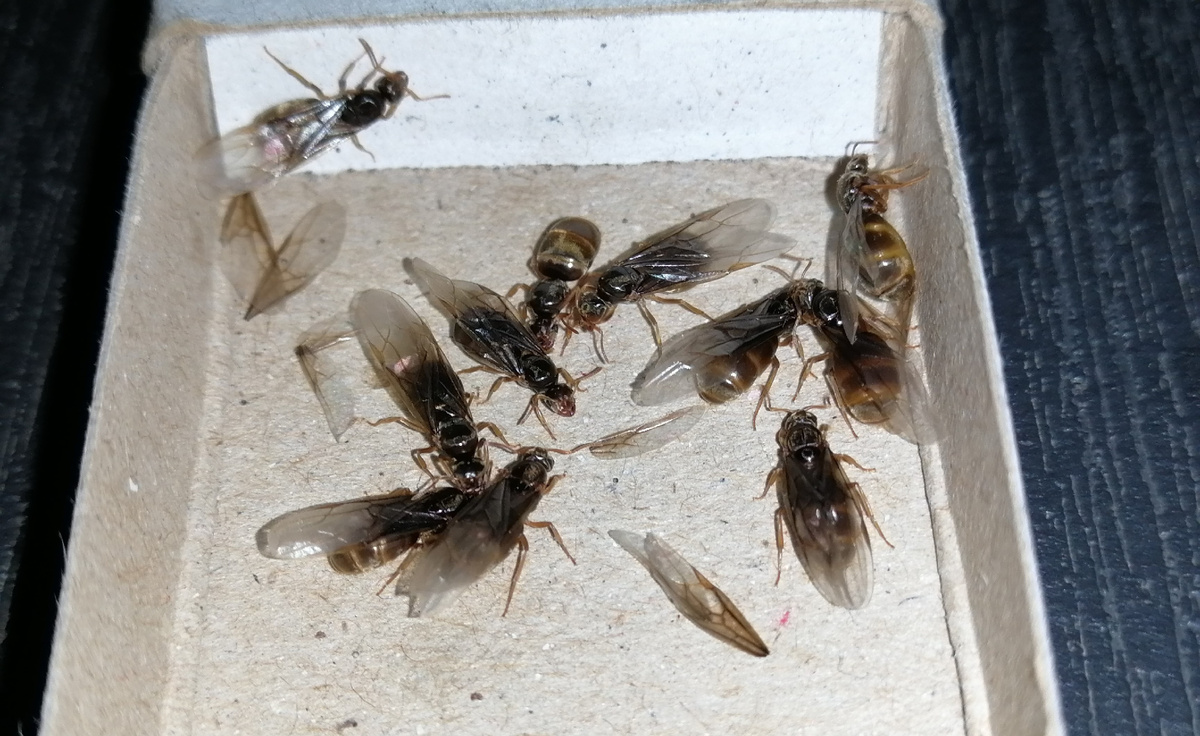 Массовый лёт Lasius flavus