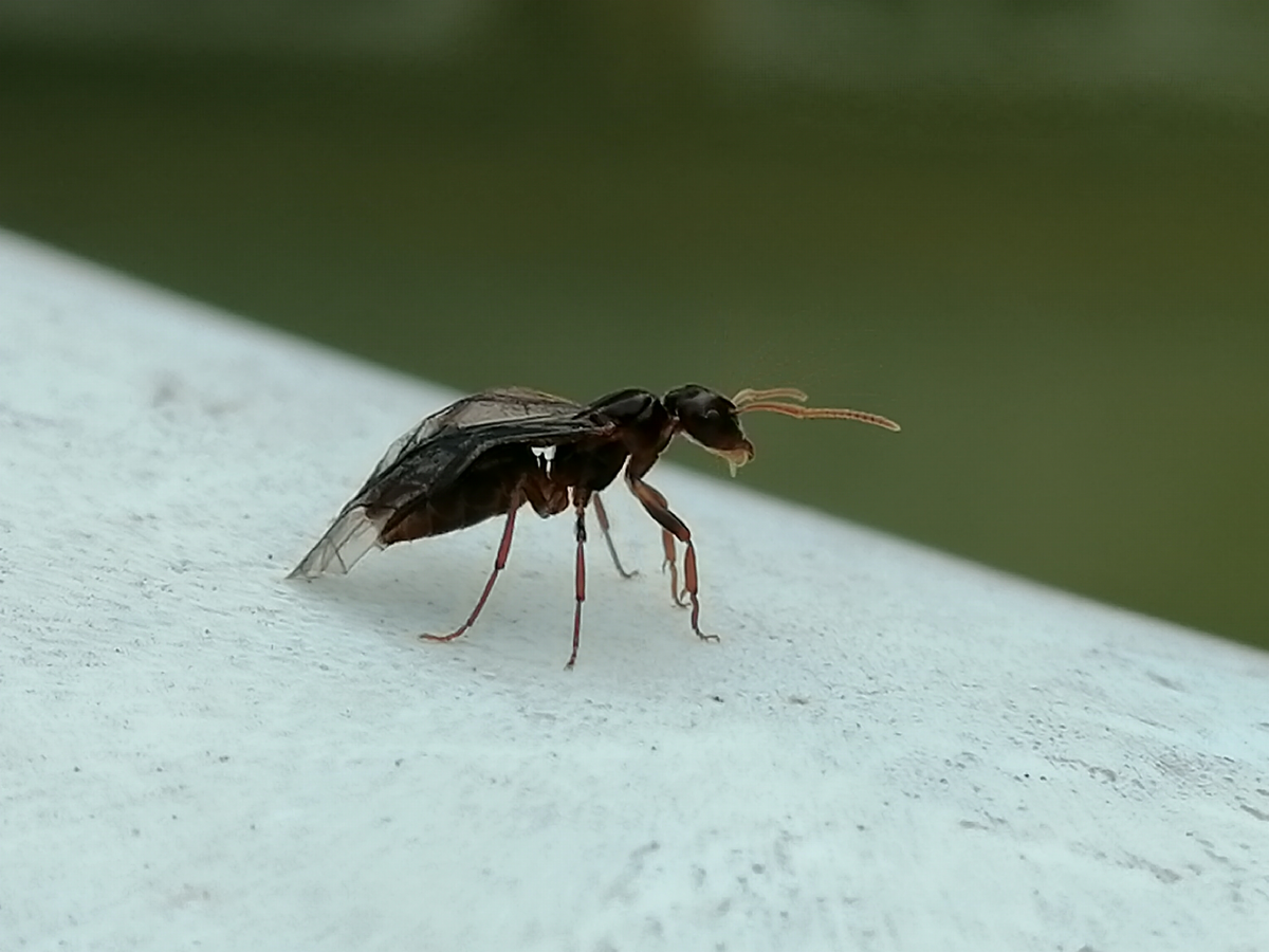 Матка Lasius umbratus упала в воду во время лёта