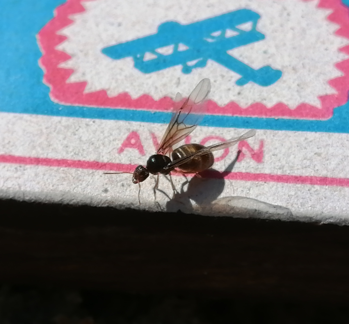 К взлёту готова! (Матка Lasius flavus)