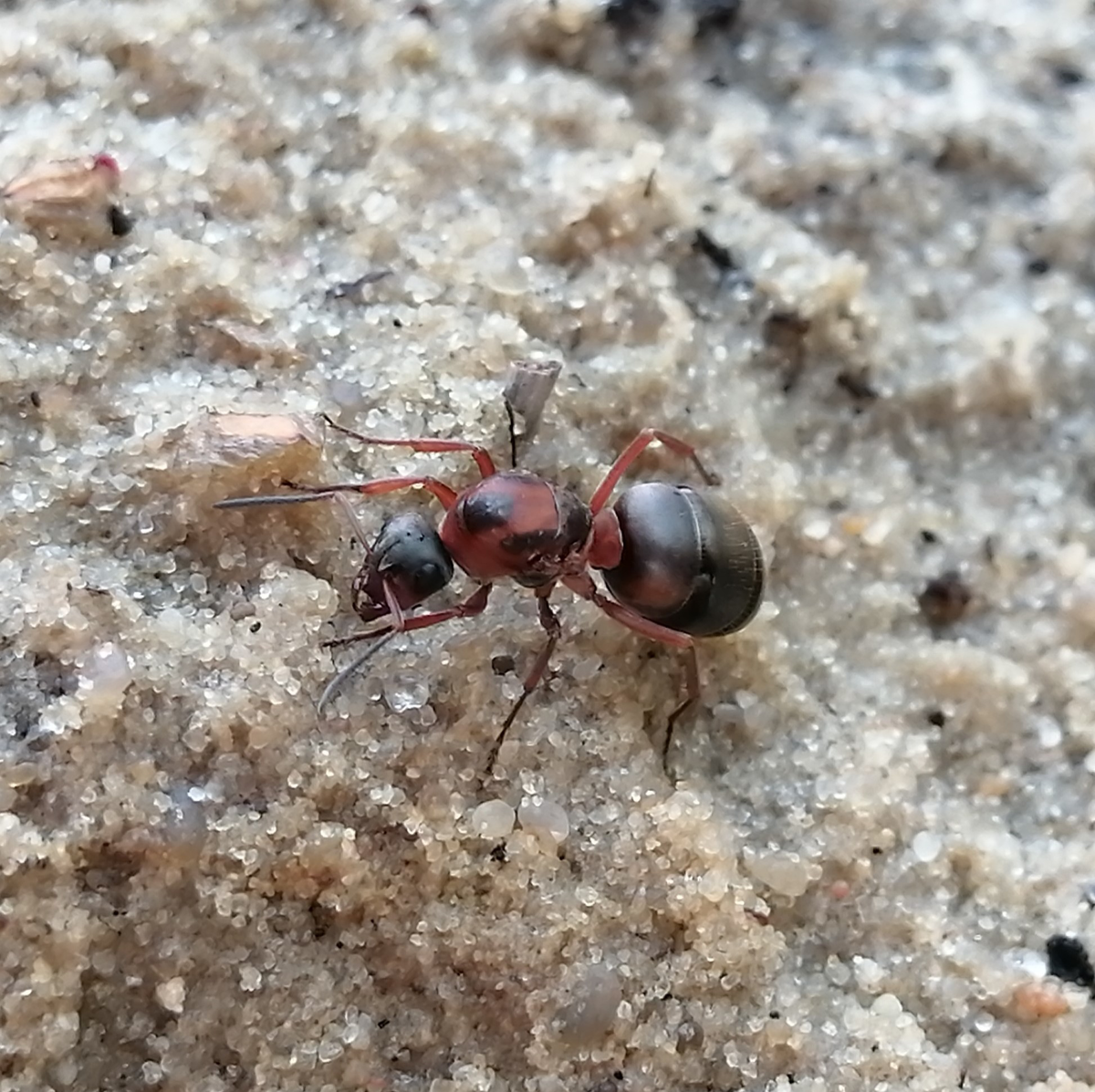 Королева вида Formica rufibarbis ищет место для будущего муравейника