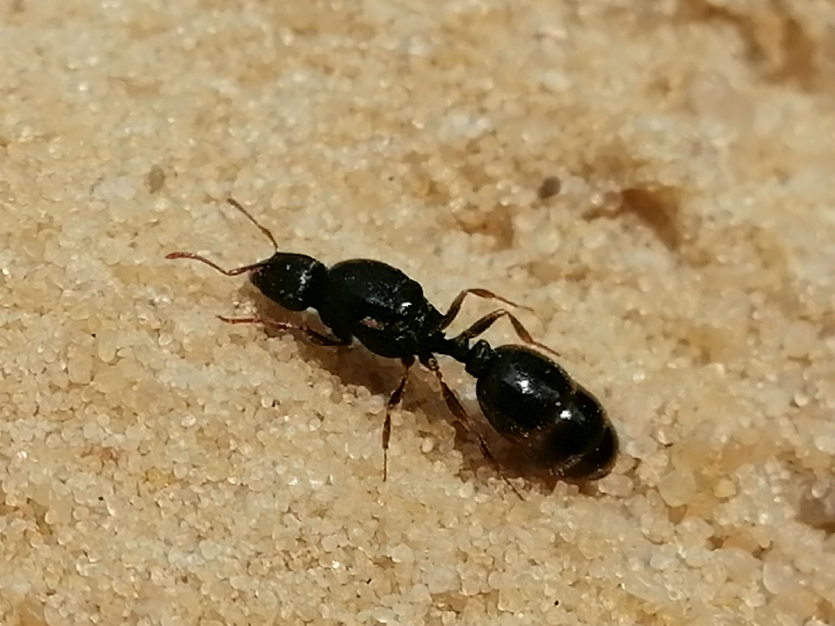 Матка Tetramorium caespitum ищет место для создания гнезда.