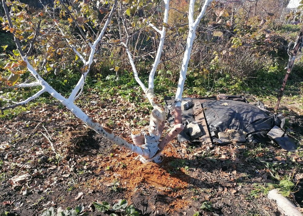 На следующий день обмотала яблони старыми колготками - от грызунов