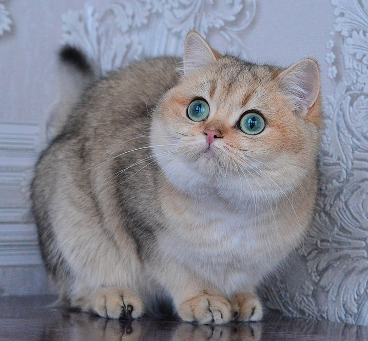 Акварелька одетая