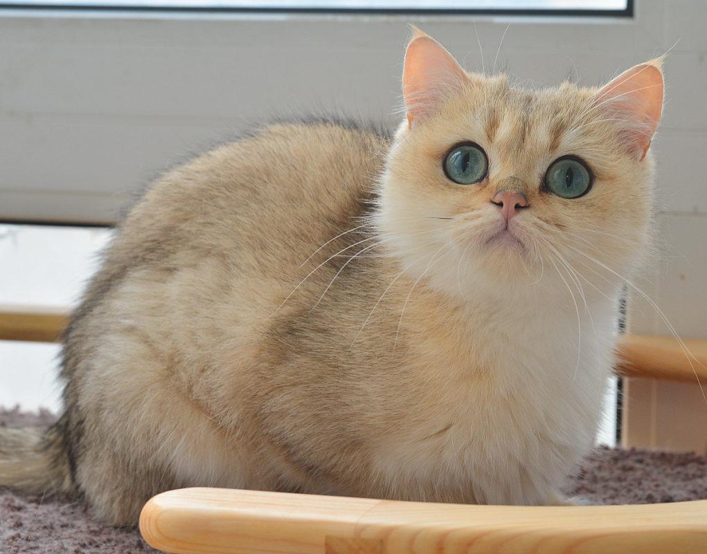 Акварелька раздетая