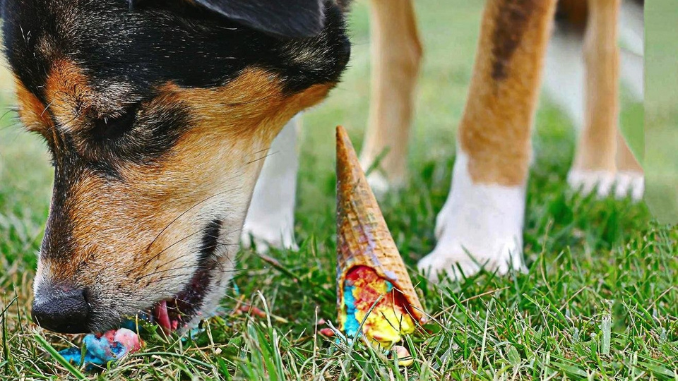 Больше интересного в нашем Telegram-канале! https://t.me/grand_prix_pet_food 