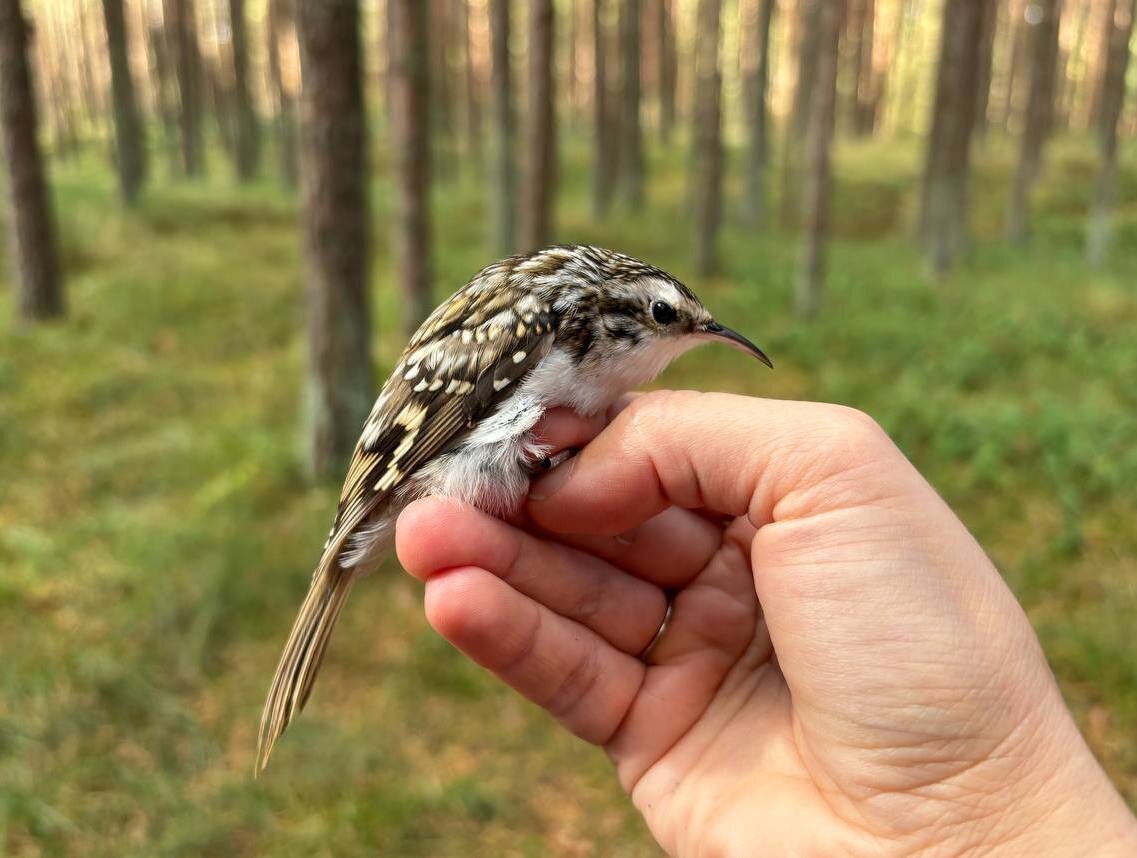 На фото: самец пищухи, нежно пойман в ловушку, окольцован нами и выпущен 