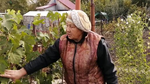 🍇✂️Осенняя обрезка винограда в Сибири и оригинальный способ зимнего укрытия.