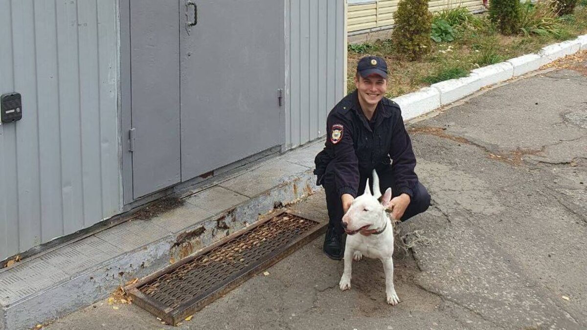    В Курске сотрудники полиции разыскивают хозяина собаки породы бультерьер