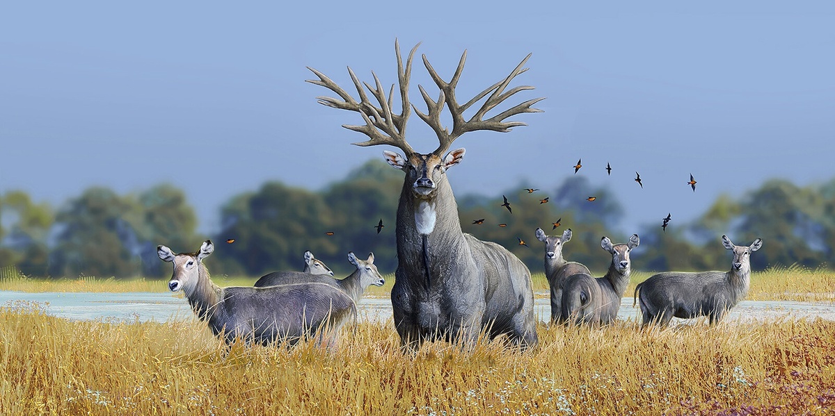 Eucladoceros dicranios — род оленей из плейстоценовой Европы и Азии. Достигал 2,5 м. в длину и 1,8 м. в плечах.