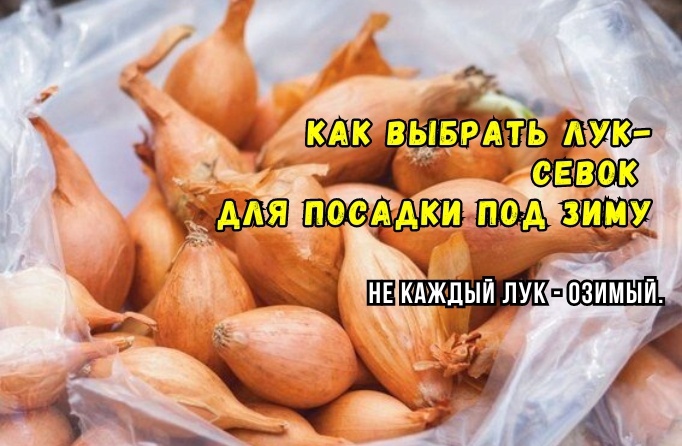 "Любой" лук под зиму не сажают: какой севок подходит для озимой посадки, а какой не подходит. 3 тонкости выбора - агрономы советуют