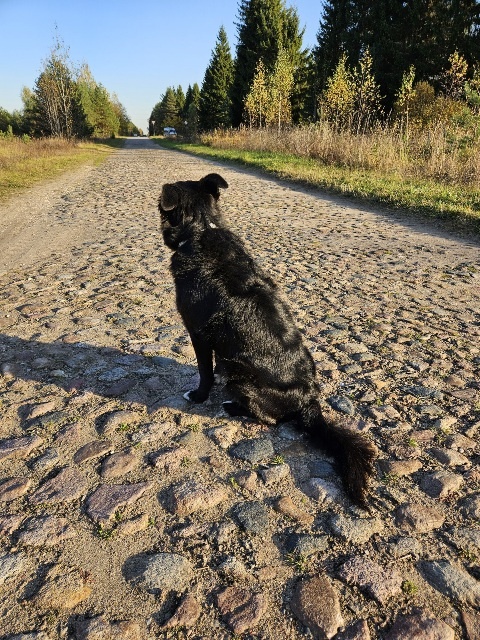 Фото и собака автора 