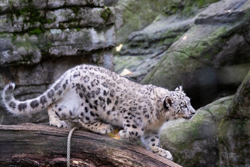 (с) Cloudtail The Snow Leopard.  Котенок пробует силы, в этом возрасте уже играет-охотится. 