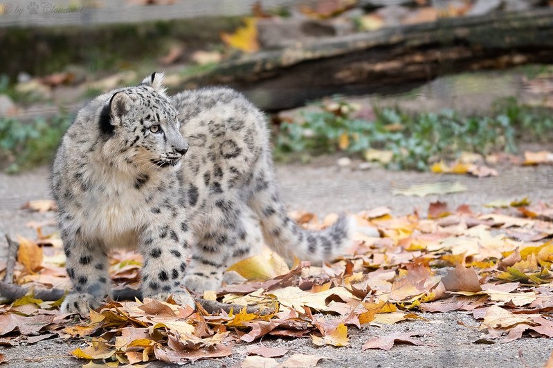 9с) Cloudtail The Snow Leopard. Малыш-котенок снежного барса невероятной милоты.