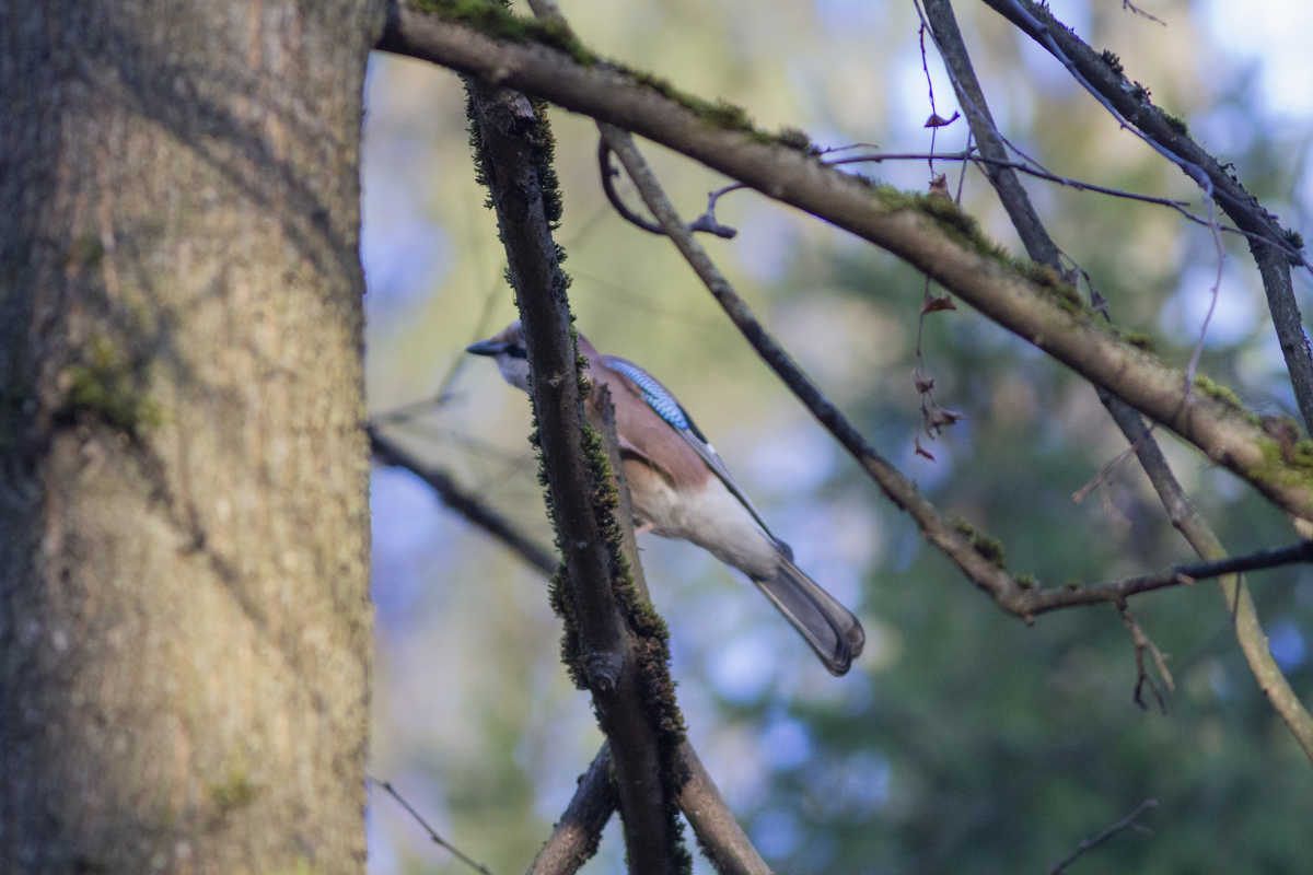 Сойка (Garrulus glandarius) в Пироговском лесопарке.