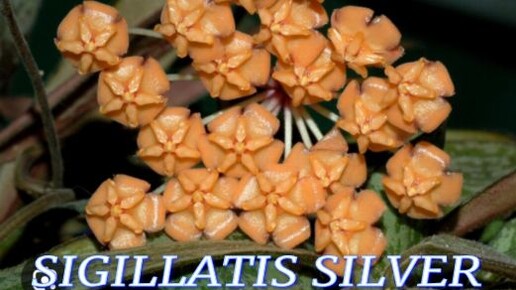 №537/ БЫСТРАЯ пересадка ХОИ (SIGILLATIS SILVER)