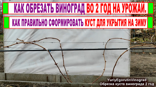 🍇 Просто ОБРЕЗКА ДВУХЛЕТНЕГО ВИНОГРАДА НА УРОЖАЙ! Формируем первые рукава и плодовые стрелки.