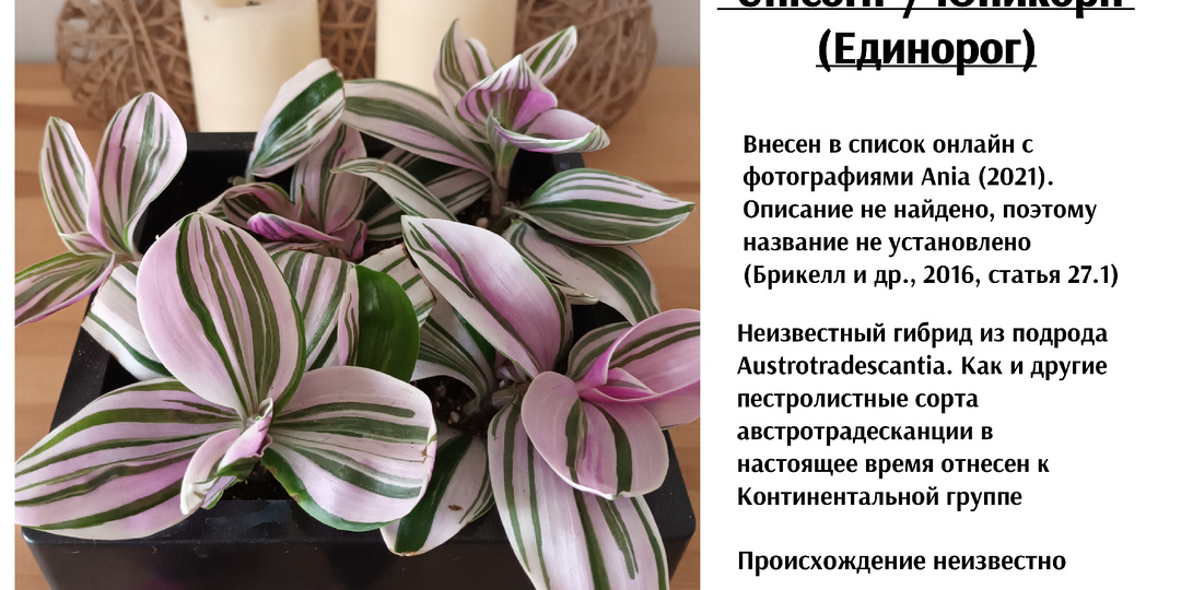 Юникорн/Unicorn (Единорог)