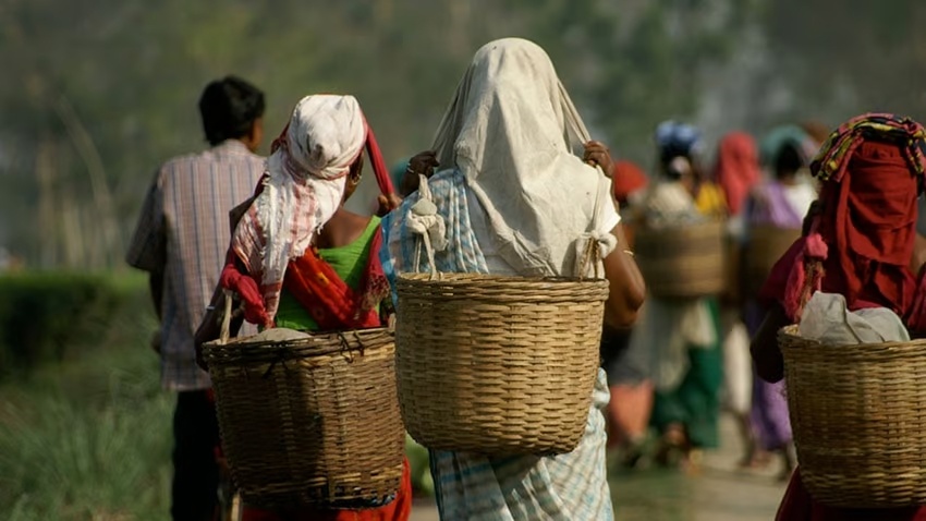 Индийские сборщики чая (Фото: TinusPhotoBooth, iStock / Getty Images Plus)