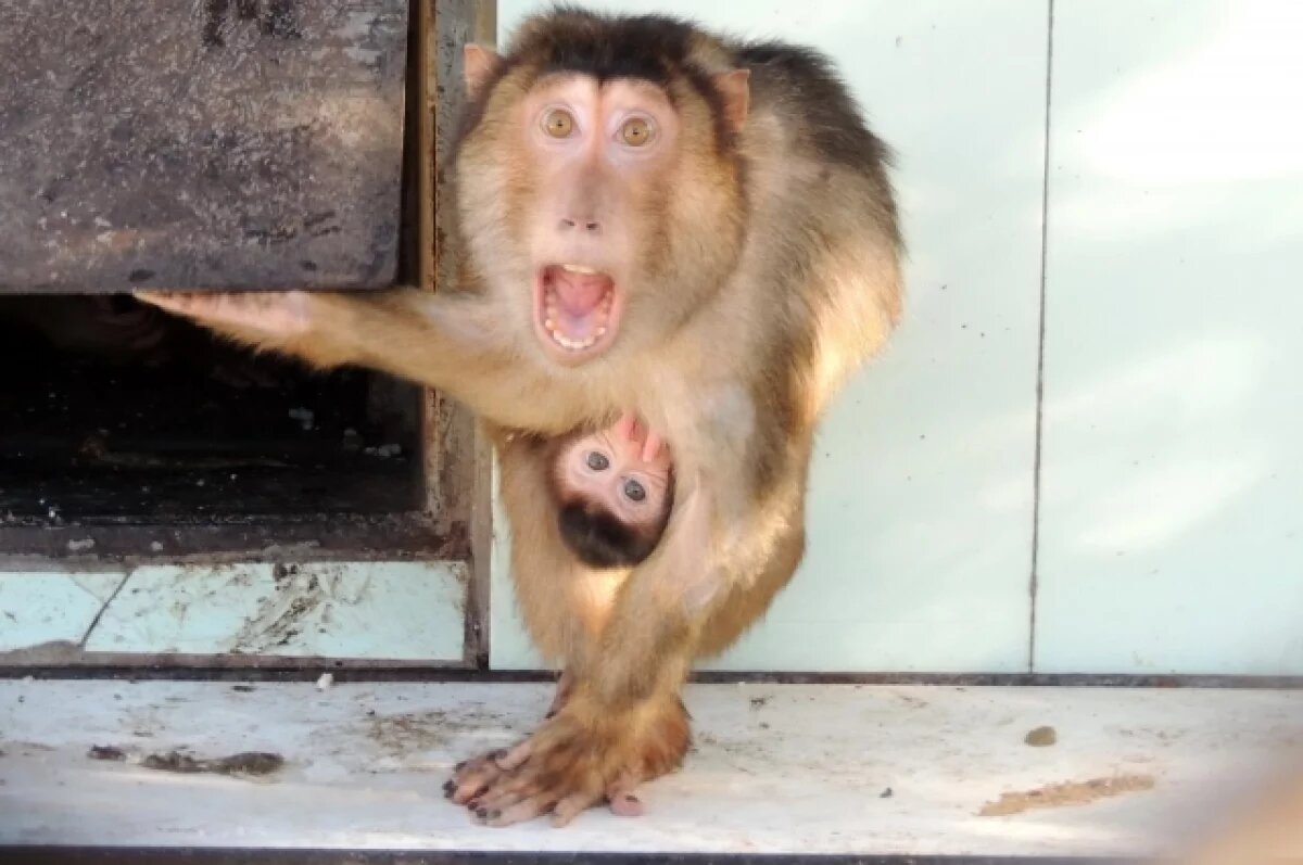    В Краснодаре фотограф сбежал после того, как его обезьяна укусила ребенка