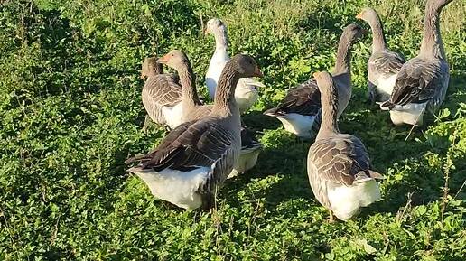 Куры 🐔 гуси 🪿 утки 🦆 выгодно заниматься? + обратная сторона птицеводства.