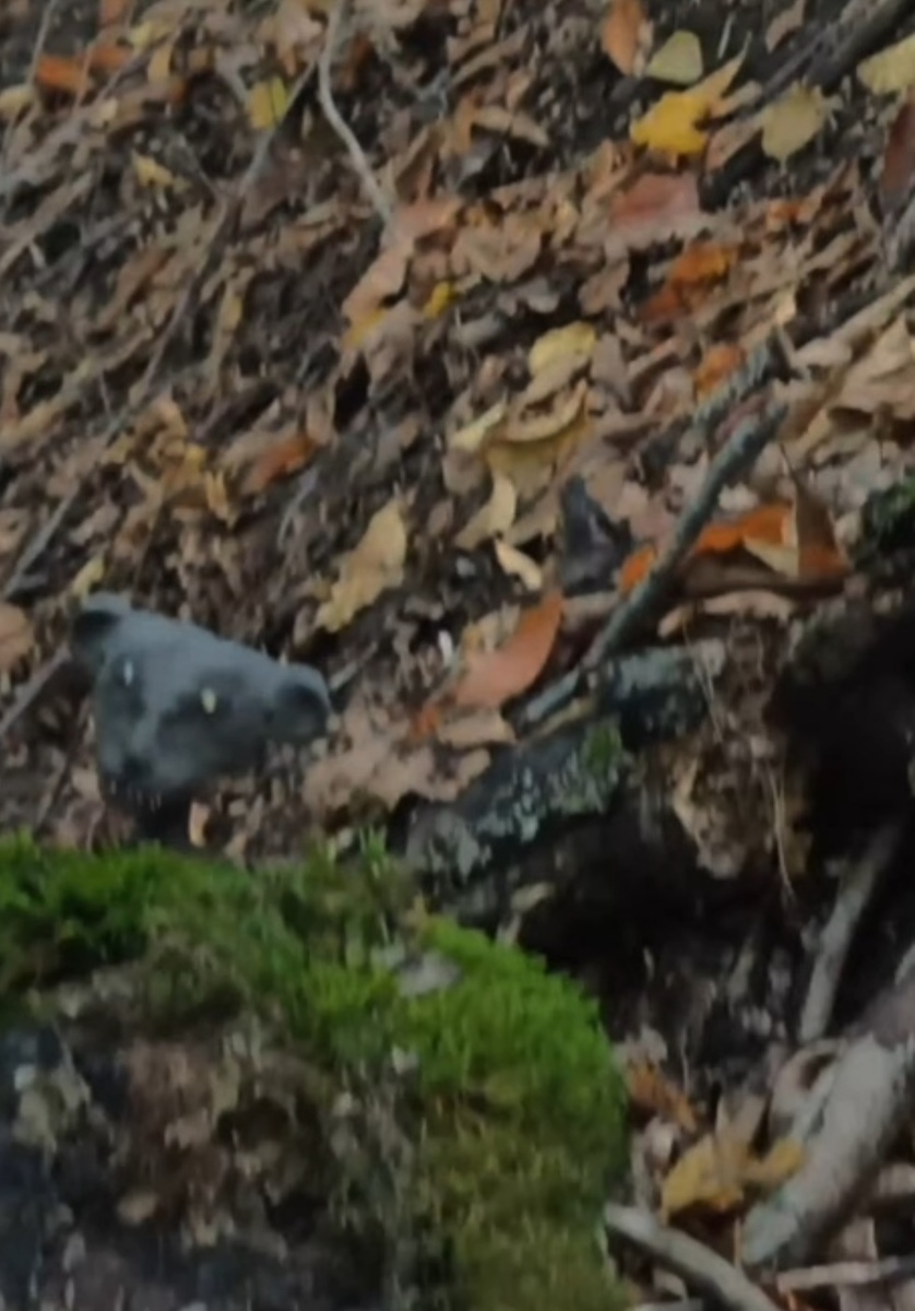 Фотореконструкция существа. (Фото: pic.rutubelist.ru).