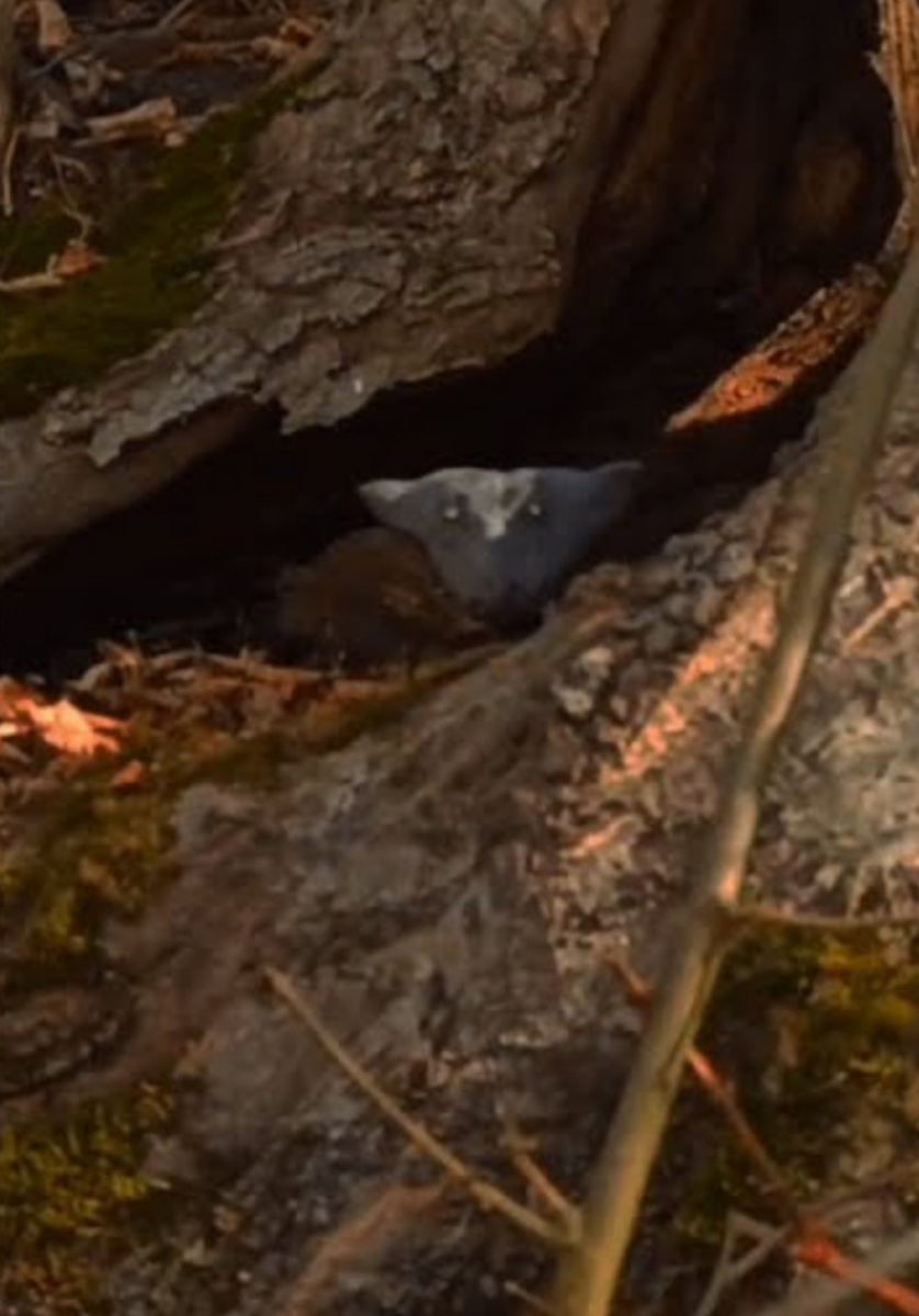 Фотореконструкция "чертёнка". (Фото: pic.rutubelist.ru).