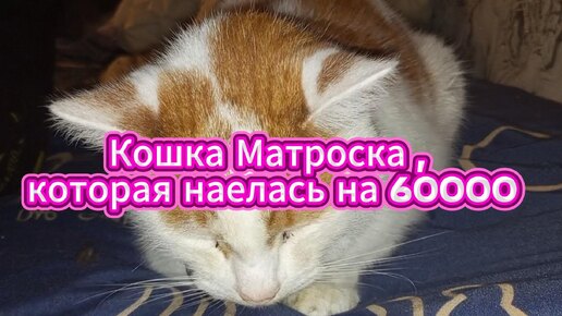 Кошка, которая наелась на 60000