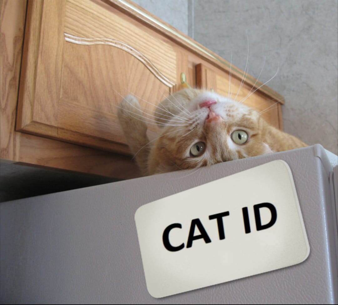 CAT ID международная фелинологическая ассоциация. По вопросам оформления документов на кошку и регистрации питомника породистых кошек обращайтесь в ватс апп: +7 993 261 95 80, присоединяйтесь к открытому ТГ каналу, поиск по словам CAT ID