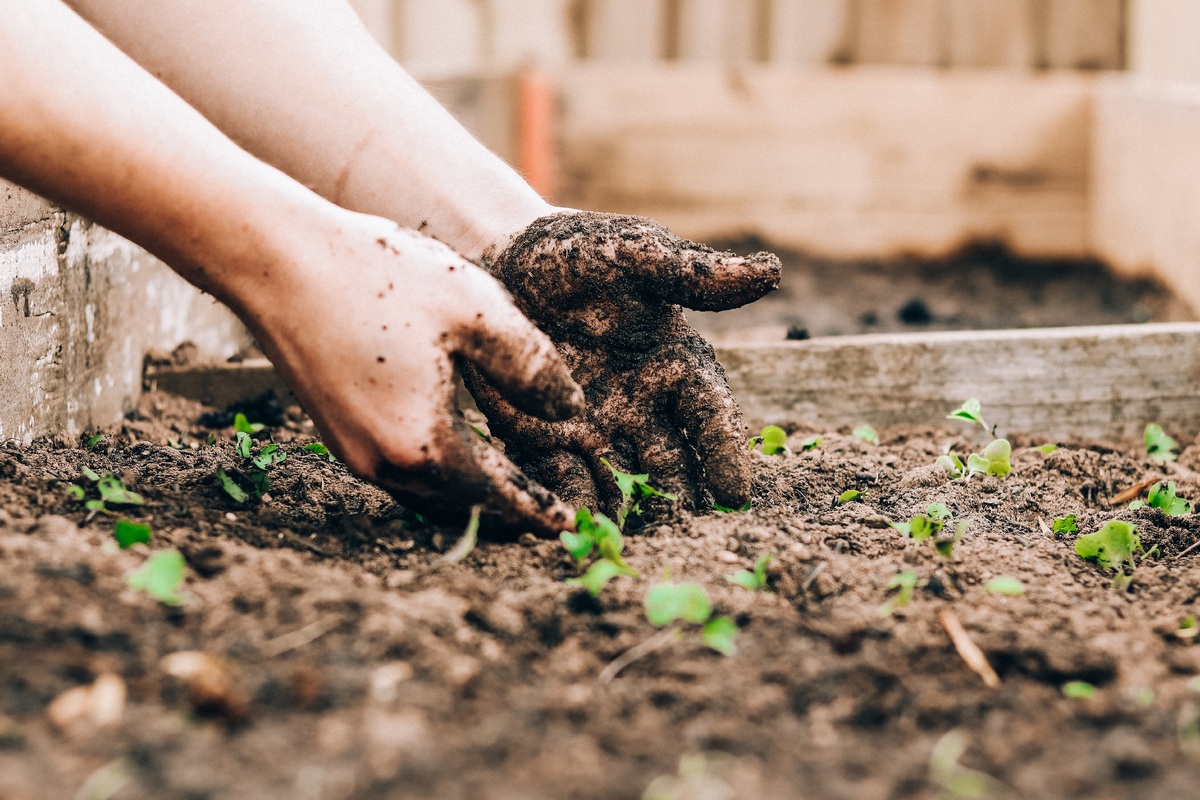     Как подготовить почву в огороде к зиме: вот что необходимо сделать осенью