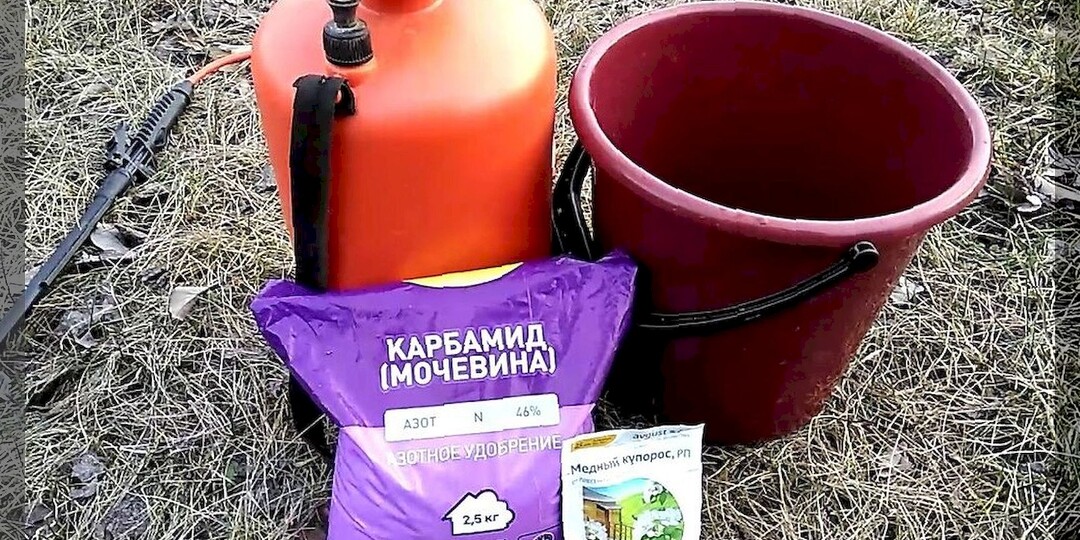 Чем теплой осенью обработать сад от болезней и вредителей: какими средствами обработать деревья и кустарники до полного листопада