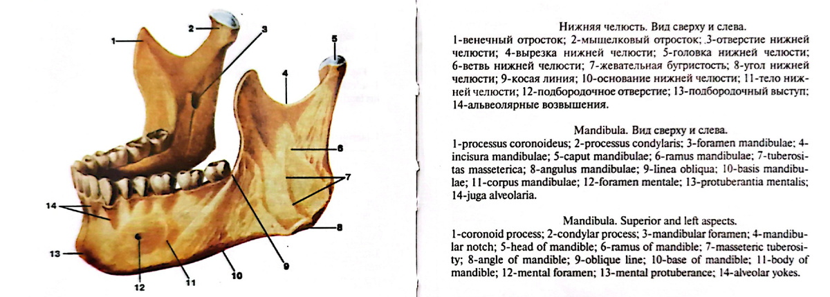 Нижняя челюсть. Вид сверху и слева. 