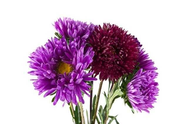 Спасаем астру от серой гнили