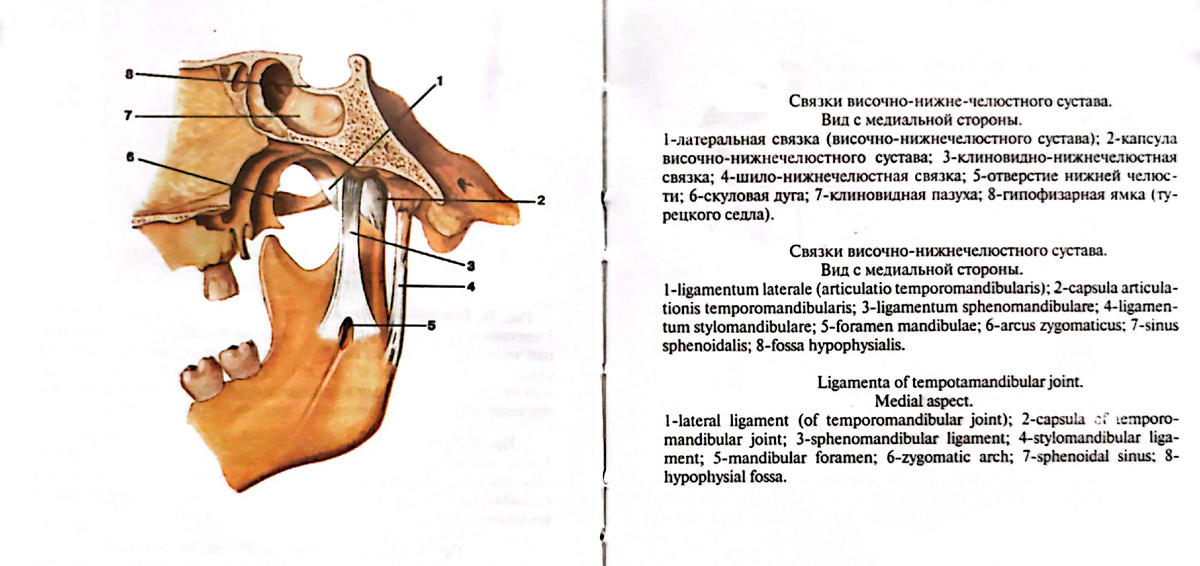 Связки височно-нижнечелюстного сустава. Вид с медиальной стороны. 