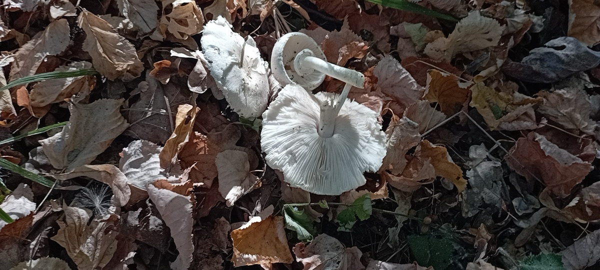 Белошампиньон длиннокорневой (Leucoagaricus barssii)