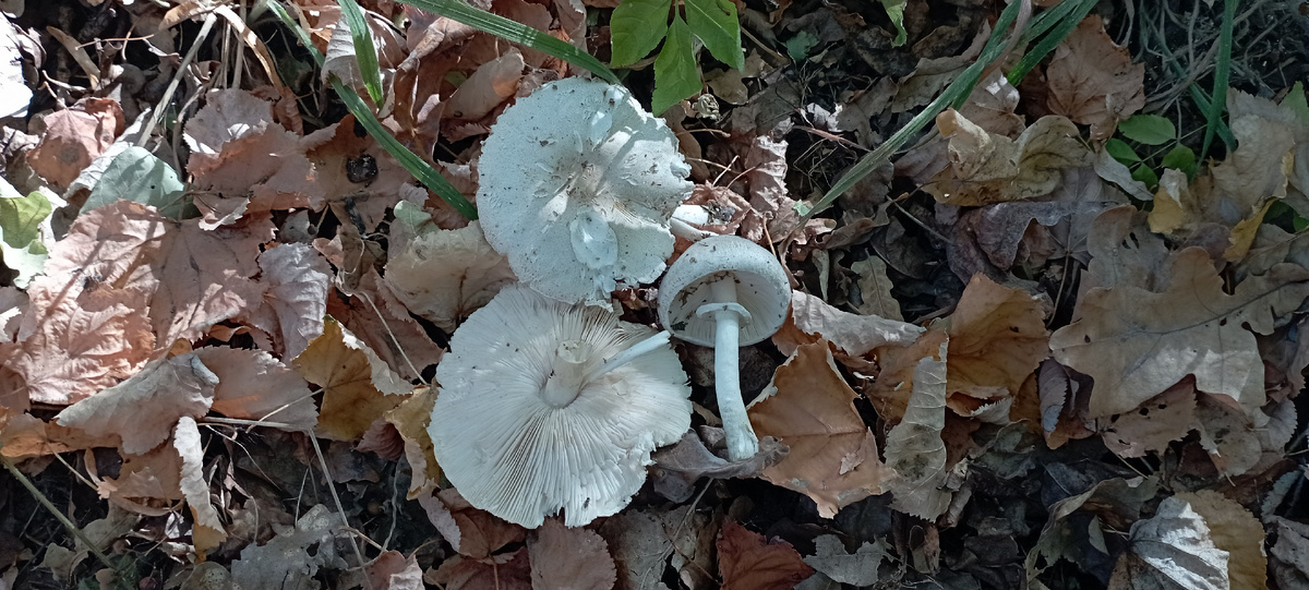 Белошампиньон длиннокорневой (Leucoagaricus barssii)