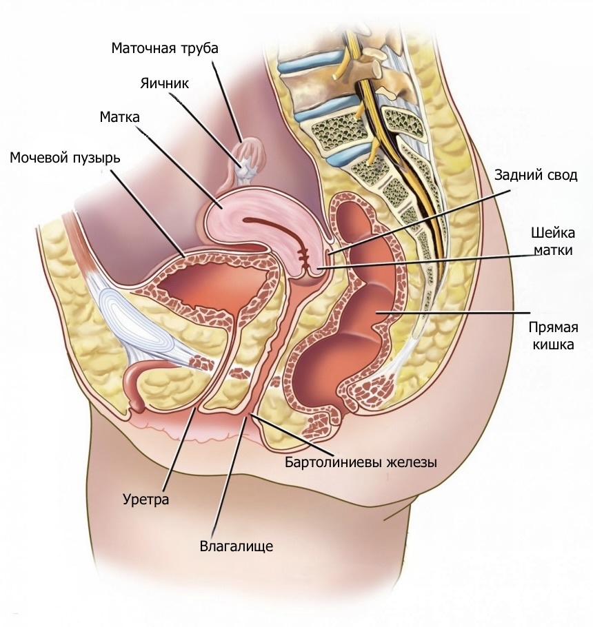 Схематичное изображение органов малого таза. 