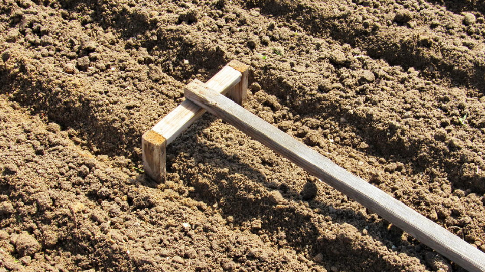 Тратил на чеснок уйму времени и сил, а толку не было: новый подход к посадке чеснока сделал огород прибыльным