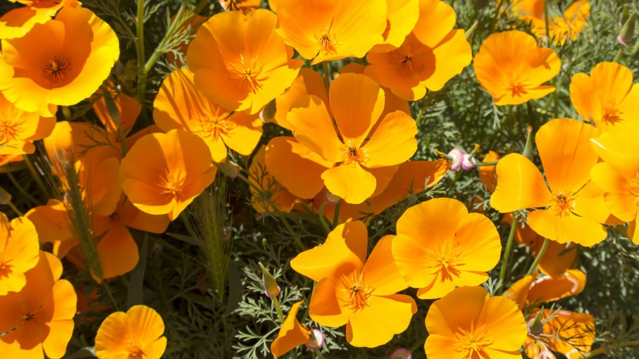 Вот так выглядит результат подзимнего посева - обильное цветение и здоровые растения.