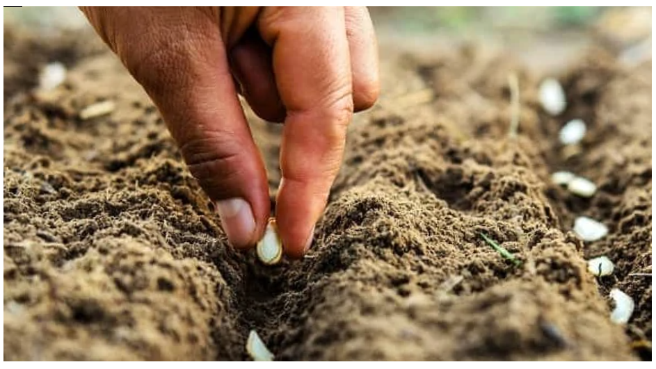 Так выглядит посев семян под зиму на подготовленной грядке.