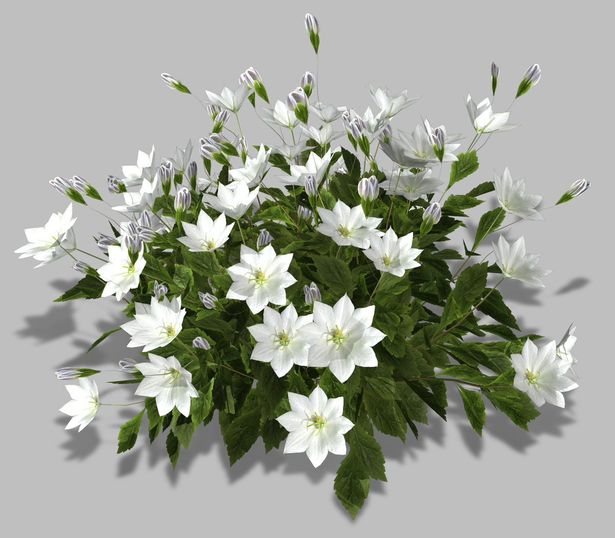 3D модели колокольчика карпатского_001. Формат:3D Max 2009_scanline_mental+obj+FBX+3ds