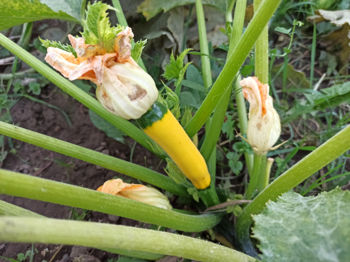 Фото автора. Начало октября, а кабачки до сих пор цветут и зреют.