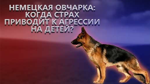 Немецкая овчарка: когда страх приводит к агрессии на детей? Дейлорд.Ч.1. Дрессировка пугливой собаки