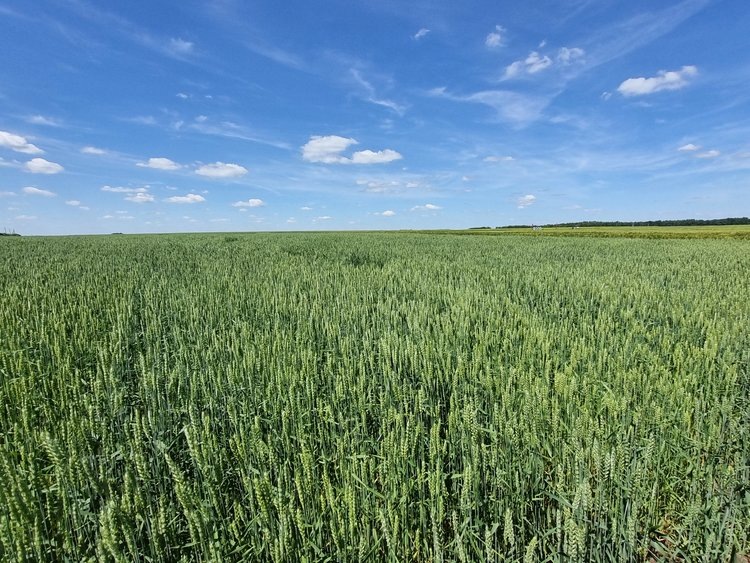    Защита озимой пшеницы. Боремся с сорняками