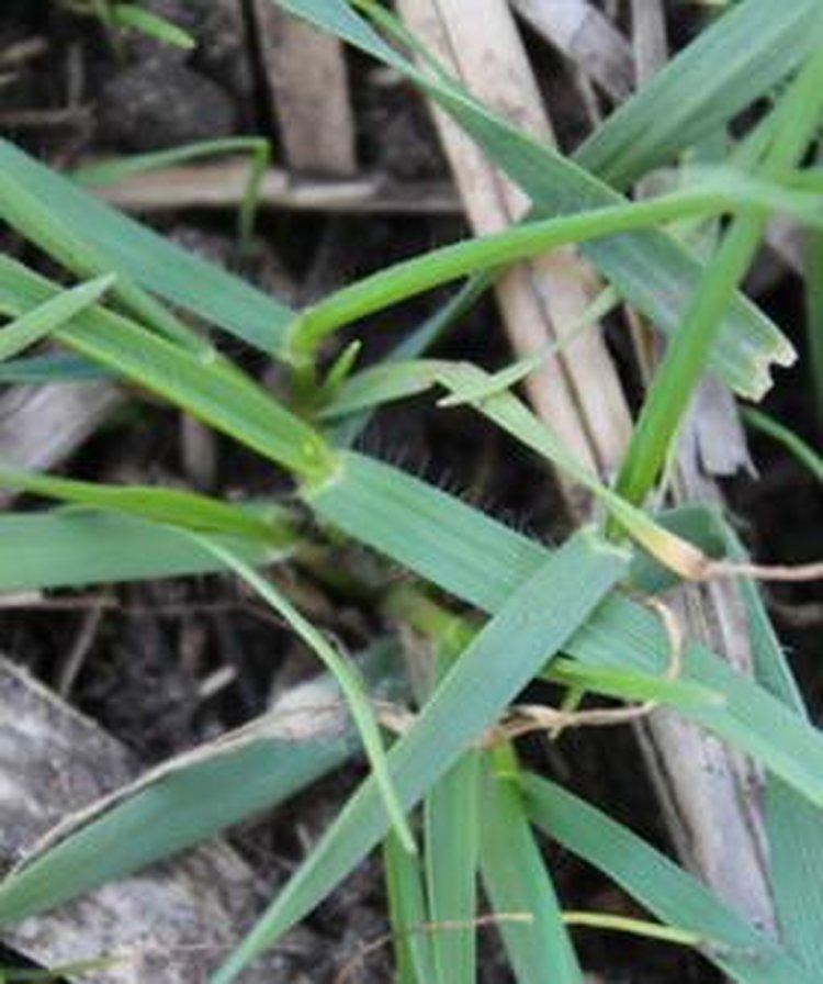     Защита озимой пшеницы. Боремся с сорняками
