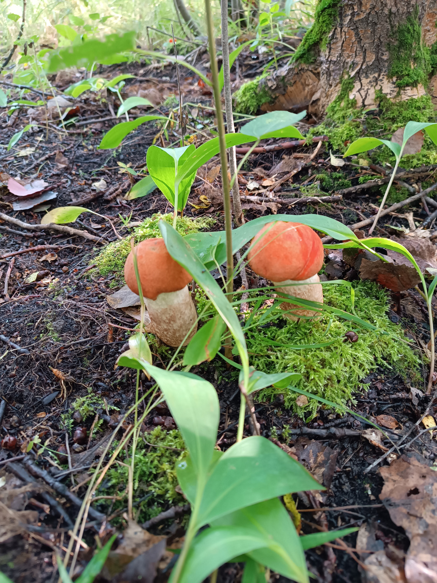Прекрасные грибки)))Очей очарования))))