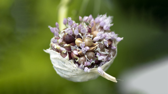    Посадка озимого чеснока бульбочками: садовод поделилась лайфхаками, как уберечь его от вымерзания и получить большой урожай Ирина Петрова