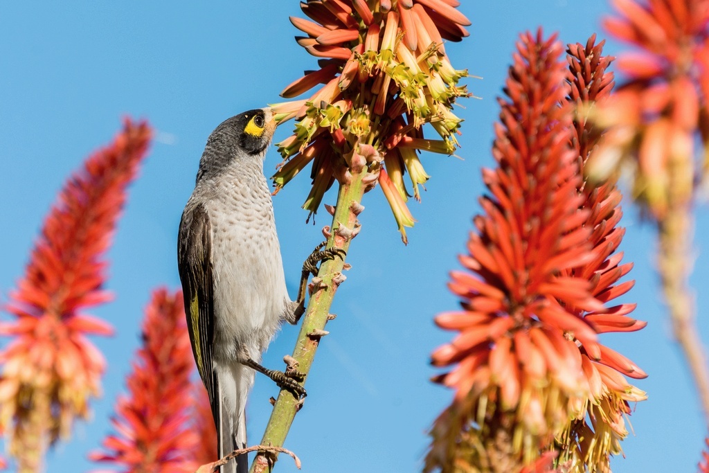 Пыльца с нектаром - одно из излюбленных блюд птиз из семейства Медососовых,  фото (как и последующие) - из домашнего архива